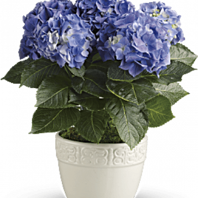 Have you ever seen a happier plant? The hydrangea's beautiful, billowing blooms are beloved by all. Send this 6-inch potted blue hydrangea plant as a housewarming gift or simply to brighten someone's day with a living gift.
Container may vary based on availability.