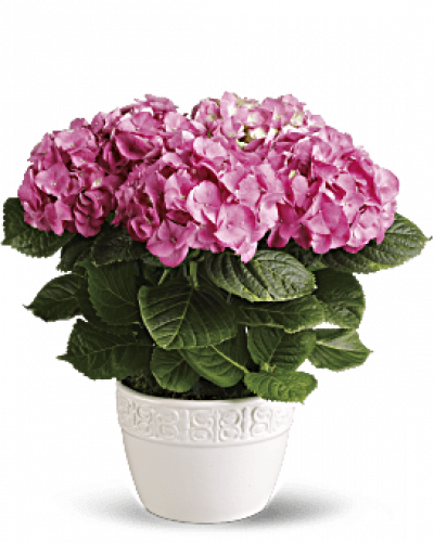 <p>Have you ever seen a happier plant? The hydrangea’s beautiful, billowing blooms are beloved by all. Send this 6-inch potted pink hydrangea plant as a housewarming gift or simply to brighten someone’s day with a living gift.<br />
Container may vary based on availability.</p>