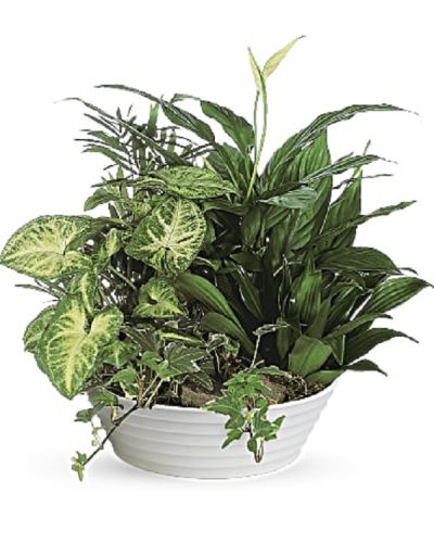 <div class="m-pdp-tabs-description">
<div id="mark-1" class="m-pdp-tabs-marketing-description">This lush bowl filled with living plants will also carry comfort and compassion for many months to come. Perfect to send to the home or service.</div>
</div>
<p id="arrngDescp">One planter arrives filled with dracaena, ivy, palm, spathiphyllum and syngonium plants.</p>