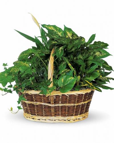 <p>This impressive garden of indoor plants will be a warm welcome to any home or office. Croton, ivy, pothos, dieffenbachia, schefflera and syngonium plants arrive together in a wicker basket with handle.</p>